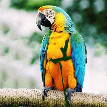 Поводок Для Упряжи Птиц Parrot С Регулируемой Защитой От Укусов, Тренировочный Летающий Тяговый Трос
